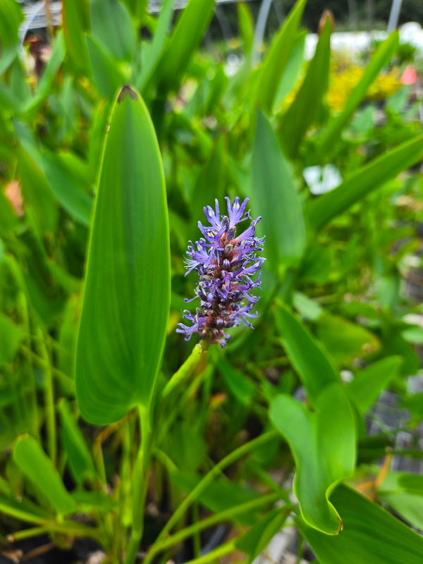 Image of Pontederia cordata var. lancifolia 'Franklin' taken at Juniper Level Botanic Gdn, NC by JLBG