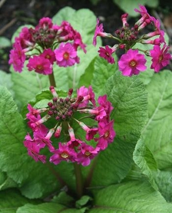 Image of Primula japonica taken at Juniper Level Botanic Gdn, NC by JLBG