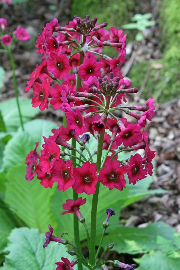 Image of Primula japonica taken at Goteborg BG, Sweden by T. Avent