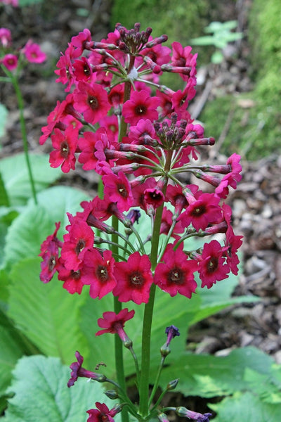 Primula japonica