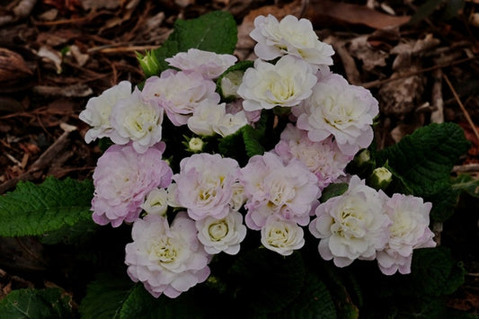 Image of Primula vulgaris 'Belarina Pink Ice' PP 16,598 by Skagit Gardens