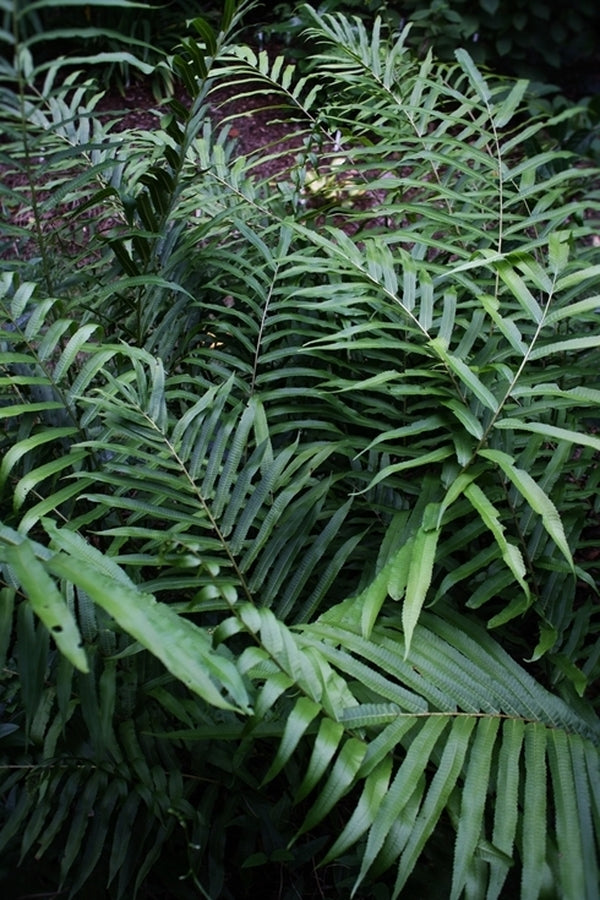 Image of Pronephrium penangianum 'Jurassic Park' taken at Juniper Level Botanic Gdn, NC by JLBG