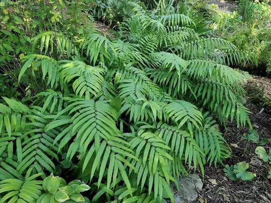 Image of Pronephrium penangianum 'Jurassic Park' taken at Juniper Level Botanic Gdn, NC by JLBG