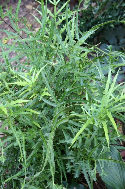 Image of Pteris multifida 'Korean Petticoat' taken at Juniper Level Botanic Gdn, NC by JLBG