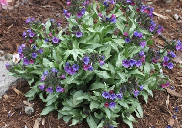 Image of Pulmonaria 'Diana Clare' taken at Terra Nova Nurseries, OR