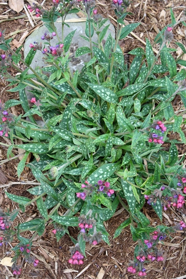 Image of Pulmonaria 'Raspberry Splash'