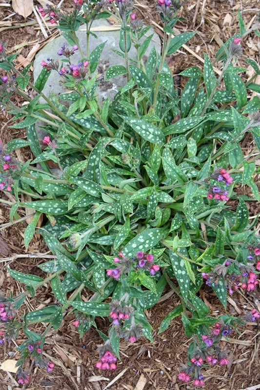Image of Pulmonaria 'Raspberry Splash'