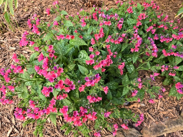 Image of Pulmonaria ‘Shrimps on the Barbie’ taken at Juniper Level Botanic Gdn, NC by JLBG