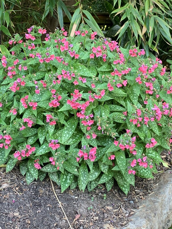 Image of Pulmonaria ‘Shrimps on the Barbie’ taken at Juniper Level Botanic Gdn, NC by C. Hardison