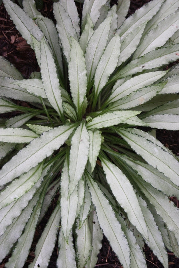 Image of Pulmonaria 'Silver Bouquet' PP 20,059 taken at Juniper Level Botanic Gdn, NC by JLBG