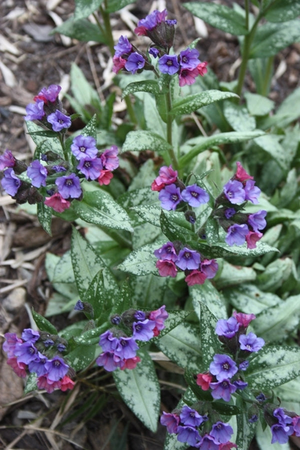 Image of Pulmonaria 'Silver Bouquet' PP 20,059 taken at Terra Nova Nurseries, OR