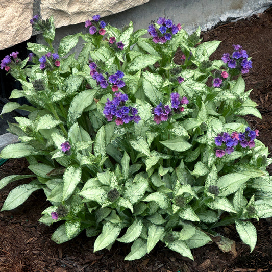 Image of Pulmonaria 'Silver Scimitar' PP 35,669 taken at Terra Nova Nurseries, OR by Terra Nova Nurseries