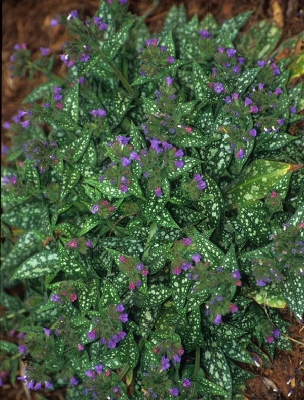 Plant Delights Pulmonaria Trevi Fountain