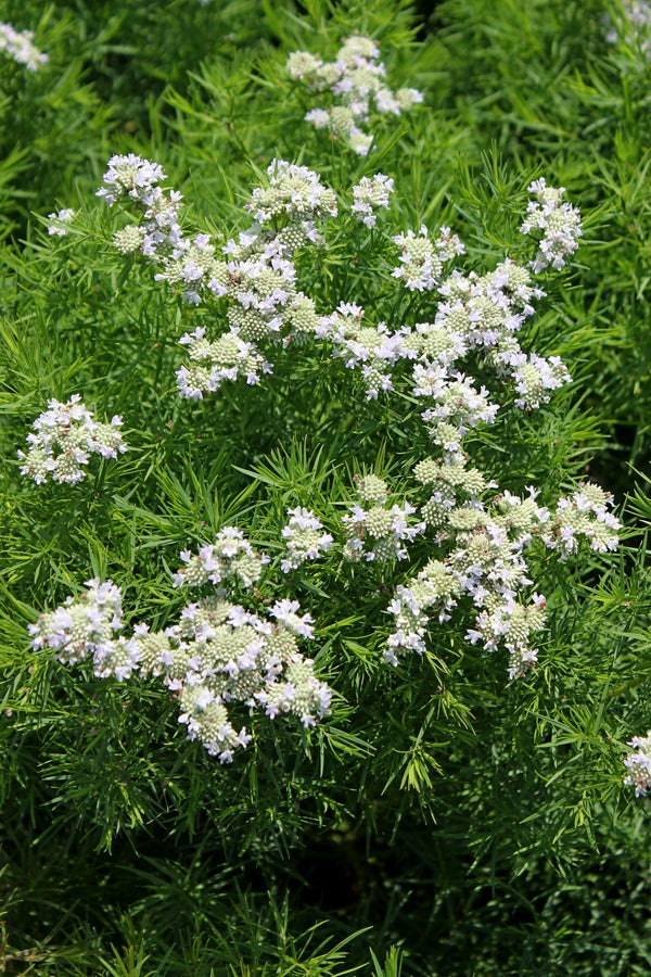 Image of Pycnanthemum tenuifolium 'Campbell Carpet' taken at Juniper Level Botanic Gdn, NC by JLBG