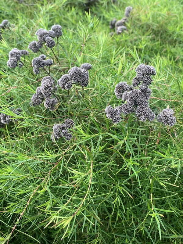 Image of Pycnanthemum tenuifolium 'Campbell Carpet' taken at Juniper Level Botanic Gdn, NC by C. Hardison