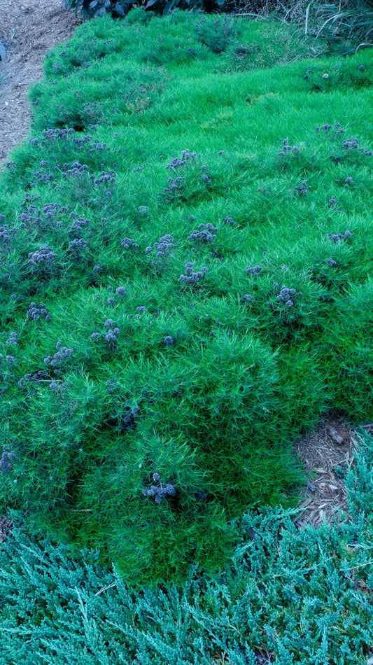 Image of Pycnanthemum tenuifolium 'Campbell Carpet' taken at Juniper Level Botanic Gdn, NC by JLBG