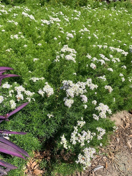 Pycnanthemum tenuifolium Campbell Carpet | Campbell Carpet