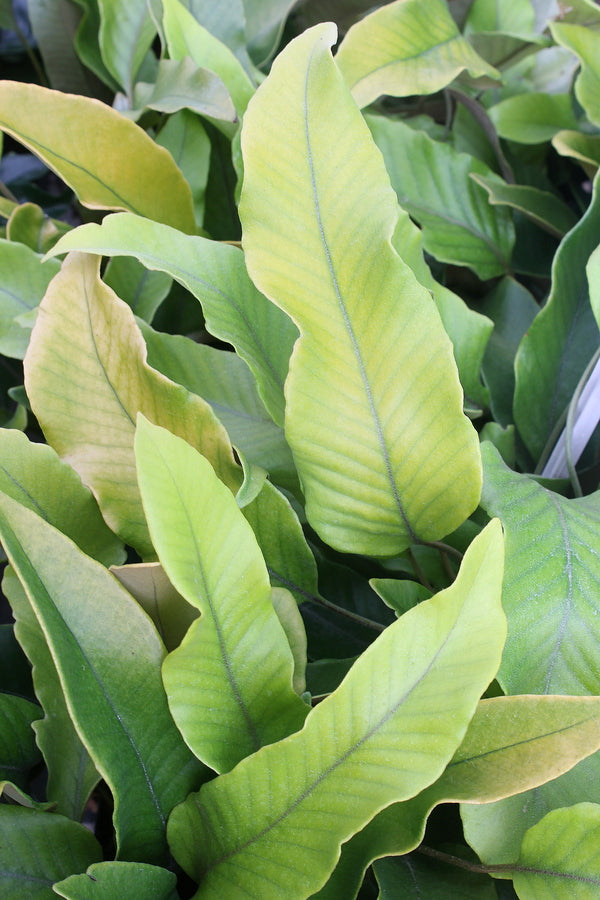 Image of Pyrrosia lingua 'Alabama Gold' taken at Juniper Level Botanic Gdn, NC by JLBG