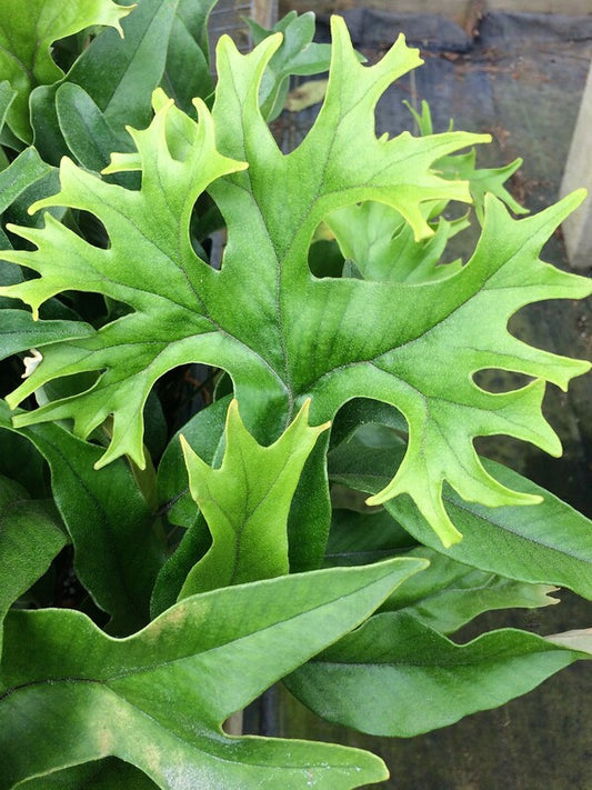 Image of Pyrrosia lingua 'Corymbifera' taken at JLBG by C. Hardison