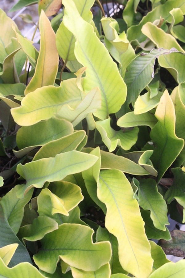 Image of Pyrrosia lingua 'Limon' taken at Juniper Level Botanic Gdn, NC by JLBG