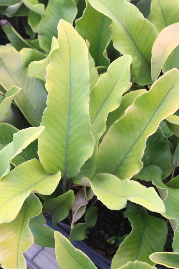 Image of Pyrrosia lingua 'Limon' taken at Juniper Level Botanic Gdn, NC by JLBG