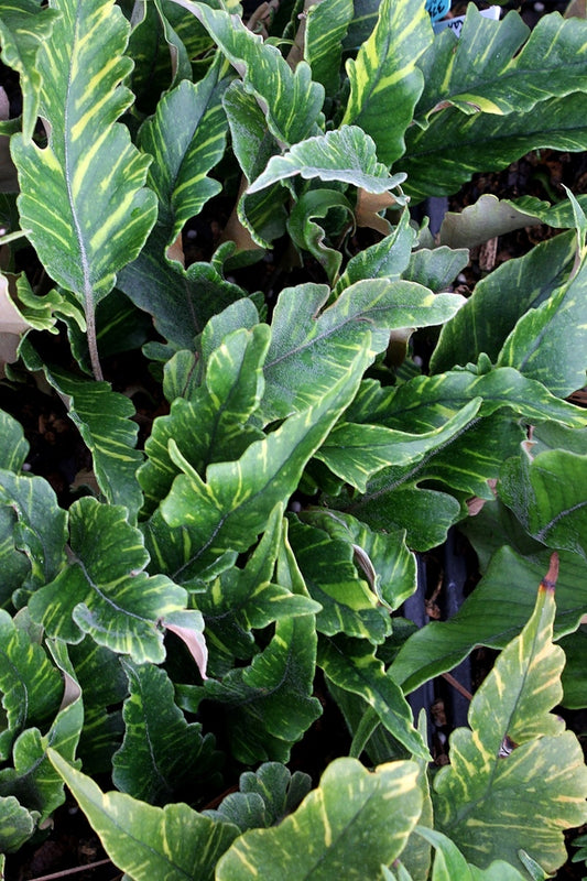 Image of Pyrrosia lingua 'O Kan' taken at Juniper Level Botanic Gdn, NC by JLBG