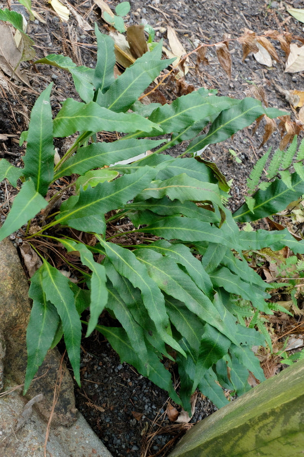 Image of Pyrrosia subfurfuracea 'Red China' taken at Juniper Level Botanic Gdn, NC by JLBG