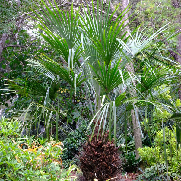 Image of Rhapidophyllum hystrix taken at Juniper Level Botanic Gdn, NC by JLBG