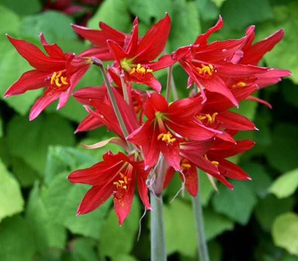 Image of Rhodophiala bifida 'Hill Country Red' taken at Juniper Level Botanic Gdn, NC by JLBG