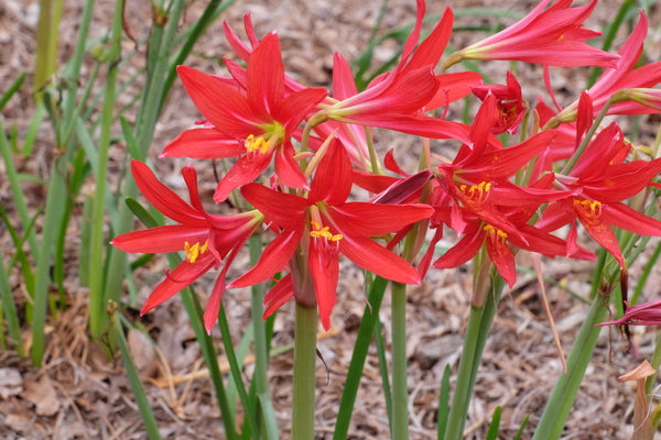 Image of Rhodophiala bifida 'Hill Country Red' taken at Juniper Level Botanic Gdn, NC by JLBG