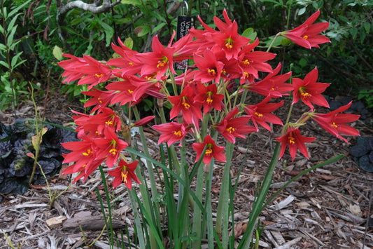 Image of Rhodophiala bifida 'Hill Country Red' taken at Juniper Level Botanic Gdn, NC by JLBG