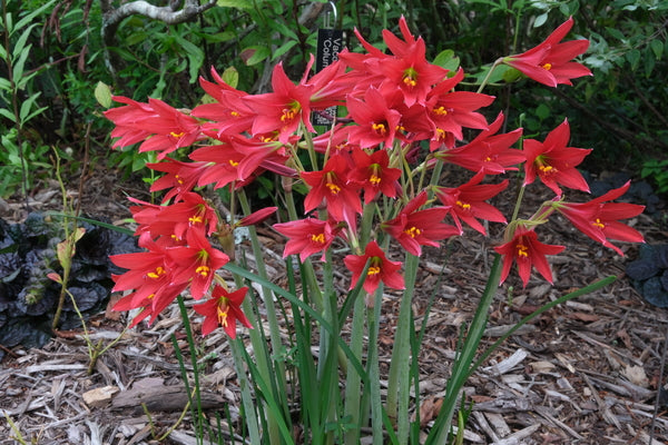 hill lily flower Rhodophiala bifida Hill Country Red