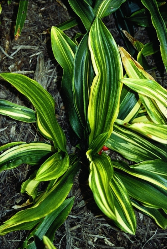 Image of Rohdea japonica 'Apple Court' taken at Juniper Level Botanic Gdn, NC by JLBG