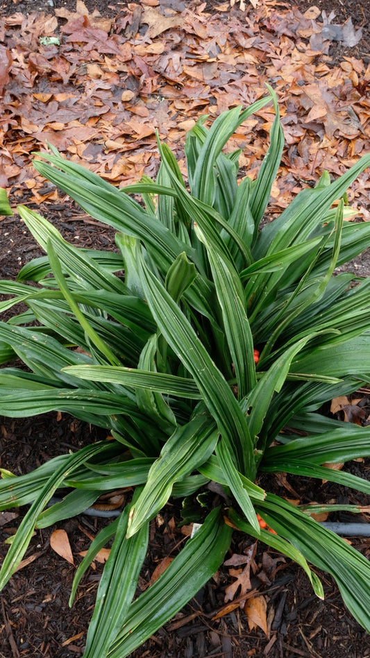 Image of Rohdea japonica 'Feelin' Groovy' taken at Juniper Level Botanic Gdn, NC by JLBG