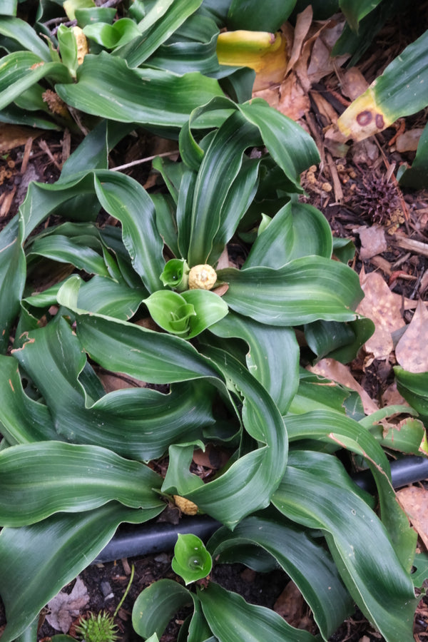 Image of Rohdea japonica 'Goin' Curlin' taken at Juniper Level Botanic Gdn, NC by JLBG