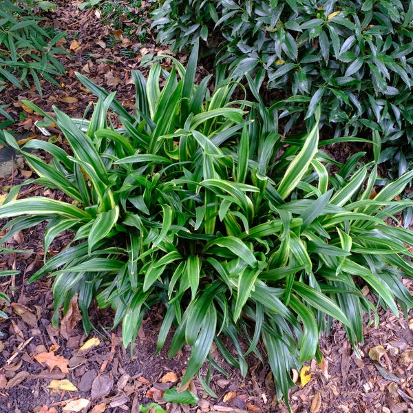 Image of Rohdea japonica 'Gunjaku' taken at Juniper Level Botanic Gdn, NC by JLBG