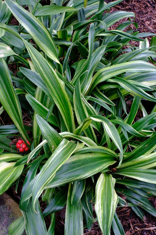 Image of Rohdea japonica 'Gunjaku' taken at Juniper Level Botanic Gdn, NC by JLBG