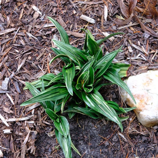 Image of Rohdea japonica 'Gyoku Ho Nishiki' taken at Juniper Level Botanic Gdn, NC by JLBG