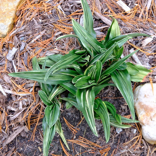 Image of Rohdea japonica 'Gyoku Ho Nishiki' taken at Juniper Level Botanic Gdn, NC by JLBG