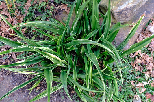 Image of Rohdea japonica 'Kin cho Ju'
