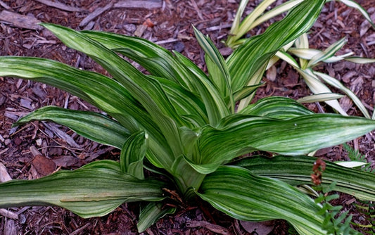 Image of Rohdea japonica 'Miho-no-Matsu'