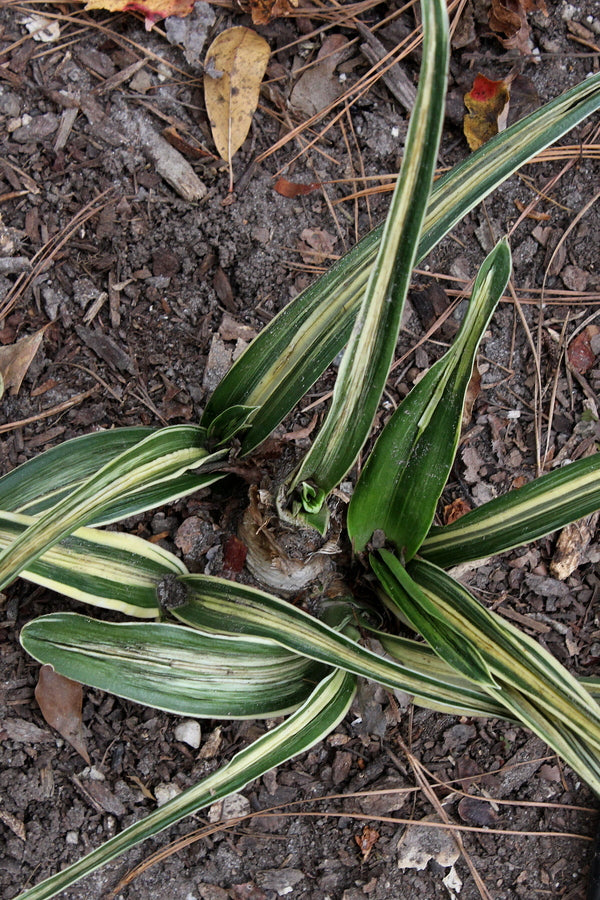 Image of Rohdea japonica 'Sekkei Nishiki'