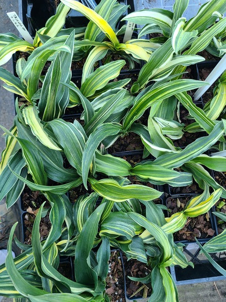Image of Rohdea japonica 'Striped Delights' taken at Juniper Level Botanic Gdn, NC by JLBG