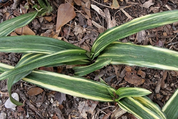 Image of Rohdea japonica 'Taishu'
