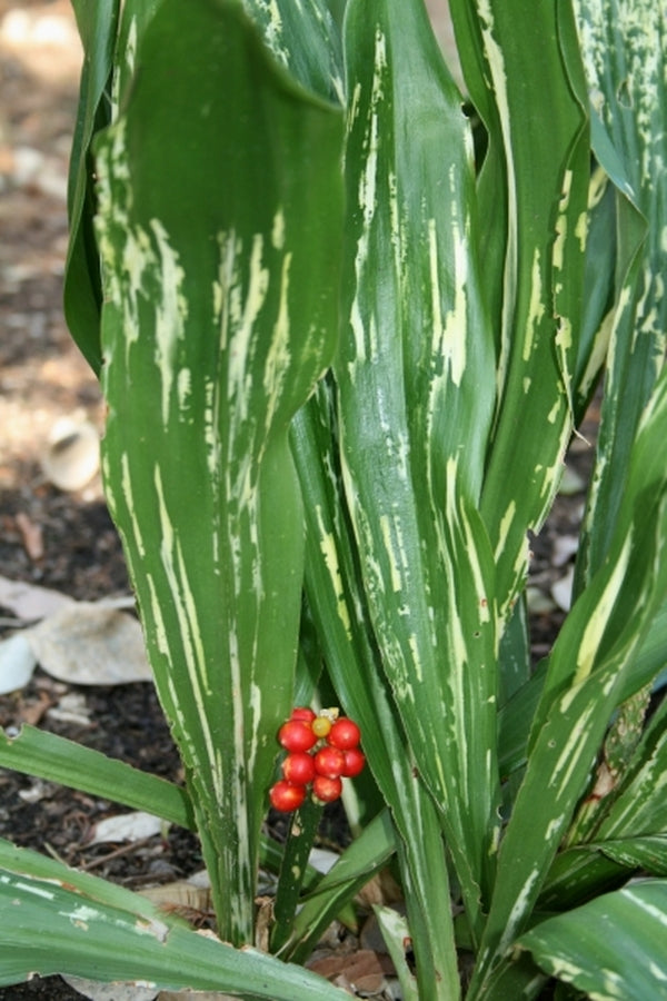 Image of Rohdea japonica 'Zansetsu' taken at Juniper Level Botanic Gdn, NC by JLBG