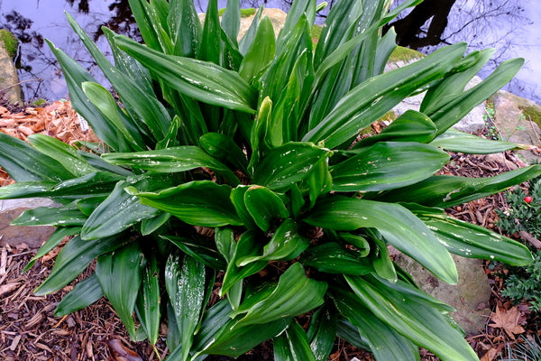 Image of Rohdea japonica 'Zansetsu' taken at Juniper Level Botanic Gdn, NC by JLBG
