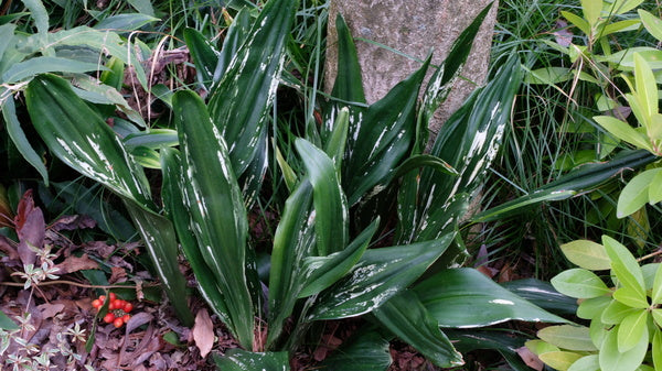 Image of Rohdea japonica 'Zansetsu' taken at Juniper Level Botanic Gdn, NC by JLBG