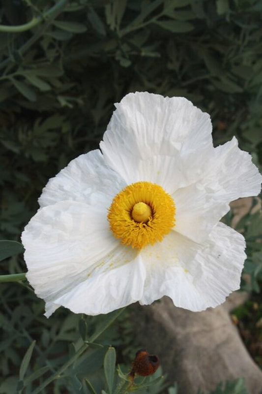 Image of Romneya coulteri taken at J.C. Raulston Arboretum, NC by JLBG
