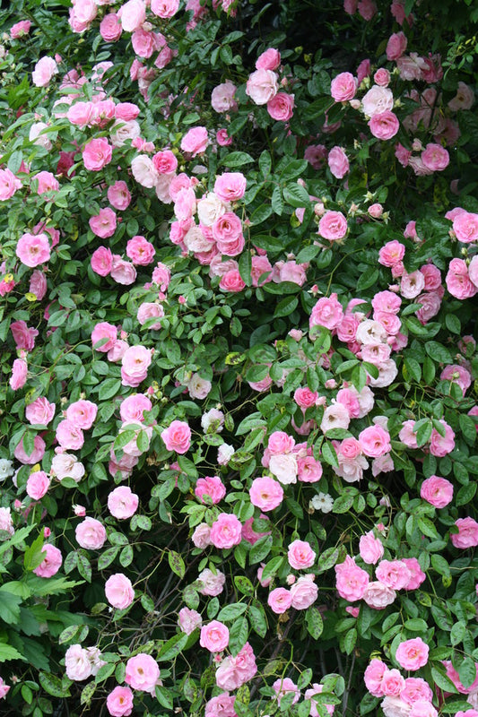 Image of Rosa 'Tausendschon' taken at Juniper Level Botanic Gdn, NC by JLBG