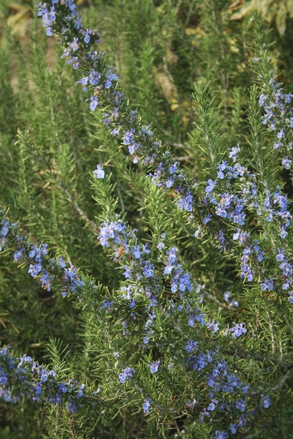 Image of Rosmarinus officinalis 'Arp' taken at Juniper Level Botanic Gdn, NC by JLBG